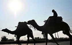 A nomad with his camels on the outskirts of Jammu on Tuesday