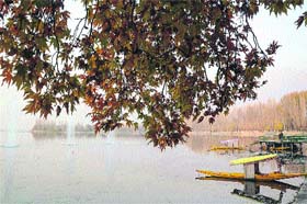 Shikaras moored to the banks of the Dal Lake near a chinar tree await customers