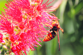 A bee sucks nector from a flower near KL Saigal Hall in Jammu.