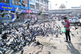 Flocking for food: A boy feeds pigeons at Lal Chowk in Srinagar on Thursday