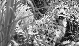 This picture shows a snow leopard making an appearance at the Central Park Zoo, New York. An ancient skull found in Tibet indicates that big cats originated in Central Asia, and not Africa, as widely thought, palaeontologists reported. Dated at between 4.1 and 5.95 million years old, the fossil is the oldest remains ever found of a pantherine felid, as big cats are called.