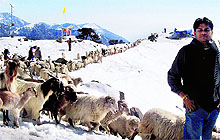 A shepherd herds his flock of goats and sheep across the snow-capped Dhauladhars