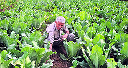 A farmer works in a vegetable field at Kotkawala village, near Dharamsala