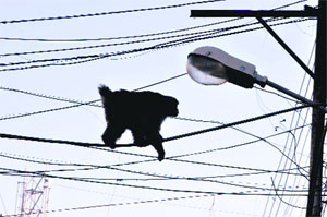 A monkey walks on live wires on a street pole in Purani Mandi area on Friday. 
