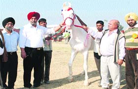 A Nukra horse which won the first prize at an animal fair in Nakodar on Saturday