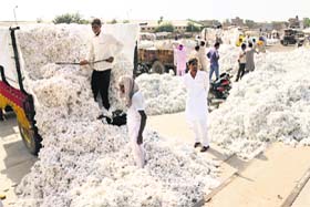 A cotton mandi in Bathinda, where from 1997 to 2003, when the crop failed repeatedly, arhtiyas not only collected interest on loans but also on the projected commission they lost on the failed crop