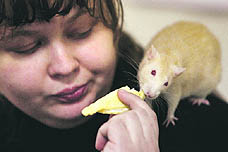 A woman feeds a rat during Autumn Footprints  2013, an international exhibition of rodents, in Minsk on Saturday