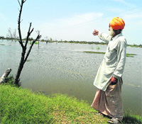 A farmer shows his fields in Muktsar.
