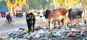 Stray cattle at the Chandigarh-Panchkula border alongside the Mauli Jagran road that leads to the Chandigarh railway station.