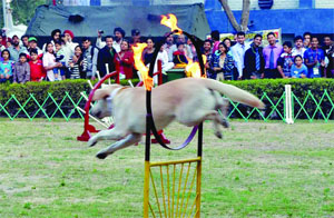 A trained dog entertaining crowds outside Defence Pavilion during the ongoing IITF 2013 at Pragati Maidan in New Delhi on Monday. 