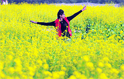 A girl makes the most of her outing in a mustard crop field in Ludhiana on Monday