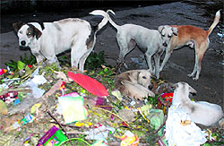 Stray dogs near a garbage dump at Sector 2