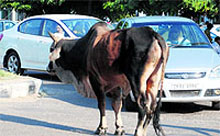 Dogs roam freely on a road at Sector 15