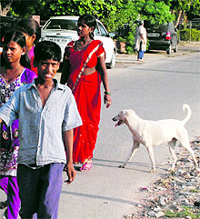 a stray cattle stands on the road dividing Sectors 14 and 15 in Panchkula