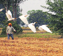 A flock of cranes takes flight in a field near Jalandhar on Wednesday.