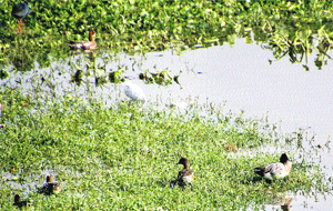  Resident as well migratory birds nestle at the Bhindawas wetland in Jhajjar. 