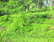 An abandoned tea garden covered with bushes in Kangra. 