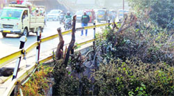 The Municipal Corporation chopped off trees along the approach road leading to Bhandari Bridge in Amritsar on Friday. Photo: Sameer Sehgal