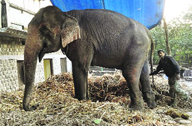 An elephant at Corbett National Park.