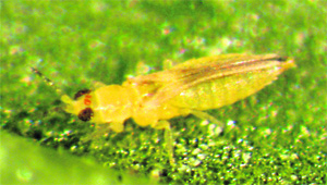 Aphids pose a serious threat for rose bushes