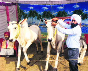 Manjit Singh Gill with his life-size statues at Prof Mohan Singh Mela organised at the Thermal Colony stadium in Bathinda on Saturday