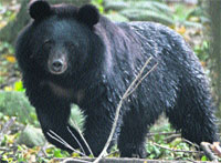 The bear will be sent to the Manda Wildlife Sanctuary 