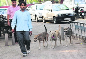 Stray dogs roam freely on a road in Sector 19, Chandigarh. 
