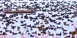 Migratory birds flock together at a marsh in the Hokersar wetlands in Srinagar. Around 40,000 birds, including common teals, pintails, mallards and gadwalls, come to Kashmir from Central Asia and Siberia during this season