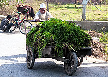 An old man pushes a cart load of forage on the outskirts of Srinagar