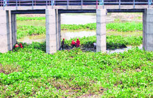 The hyacinth growth at the Kanjli wetland