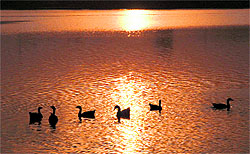Swans at the Thermal Lake in Bathinda on Sunday evening