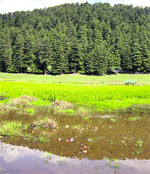 A view of the Khajjiar lake in Chamba.