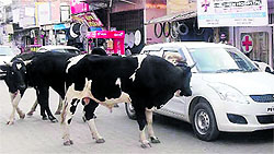 Stray cattle roam freely on the College Road in Jagraon
