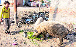 Pigs roam freely on the streets in Bathinda