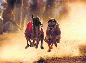 Dogs participate in a race during the 15th S Sukhdev Singh Gill Sports Festival in Mohali on Thursday.