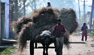 A farmer brings fodder for cattle from the outskirts of Jammu on Thursday.