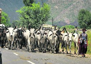 A girl leads a herd of cattle on a road near Rewari on Friday.
