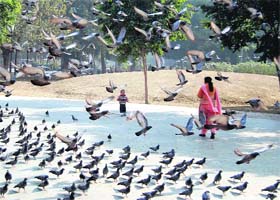 In the lap of nature: A child and woman take a stroll as pigeons fly by at the Company Bagh Garden in Amritsar on Sunday
