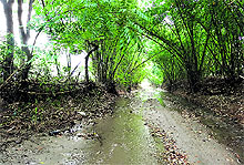 In the absence of a road, a shallow water channel doubles up as the path for villages of Kukanet-Bari Khud area of Hoshiarpur district