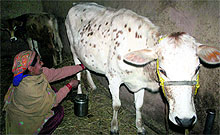 A woman milks a cow in Shimla on Monday