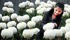 A girl admires chrysanthemum at a flower show in Ludhiana on Monday
