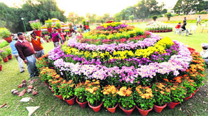 Preparations for the chrysanthemum show under way at the Terraced Garden in Chandigarh on Tuesday.