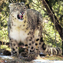 Snow leopard walks inside the enclosure at a Himalayan Nature Park in Kufri near Shimla.