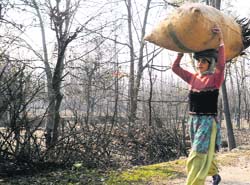 A woman heads home after completing the days chores in Srinagar on Thursday. Mercury settled at 12.7 degrees Celsius during the daytime. Tribune photo