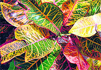 Dieffenbachia