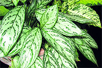 Aglaonema