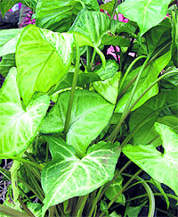 Syngonium