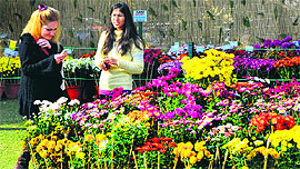 Girls take pictures of flowers during the Chrysanthemum Show at the Terraced Garden in Sector 33, Chandigarh, on Saturday