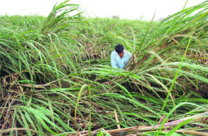 Farmers want the price of cane to be determined as a percentage of sugar and by-product prices. 