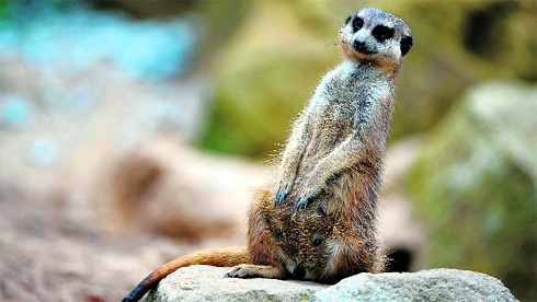 A meerkat sits in its enclosure in the zoo of Dresden, Germany.
